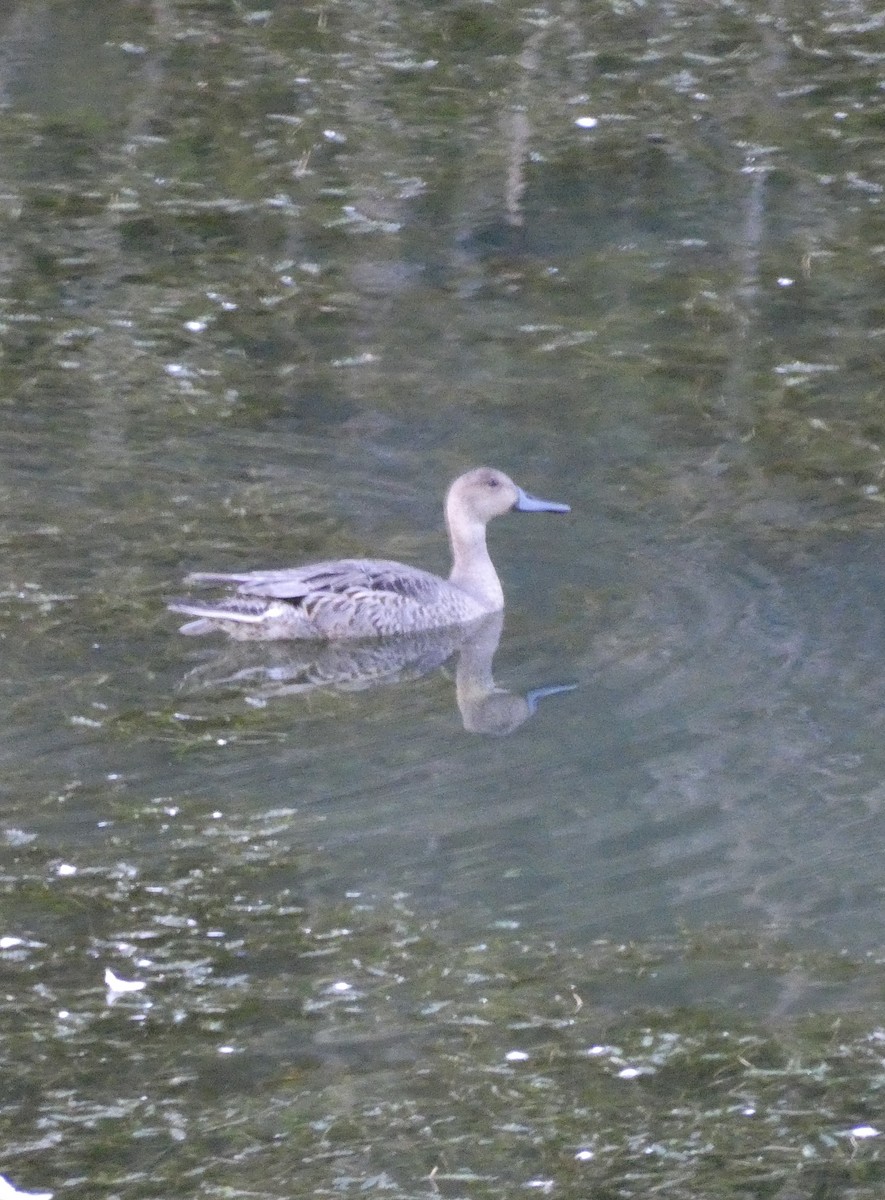 Northern Pintail - ML642565335