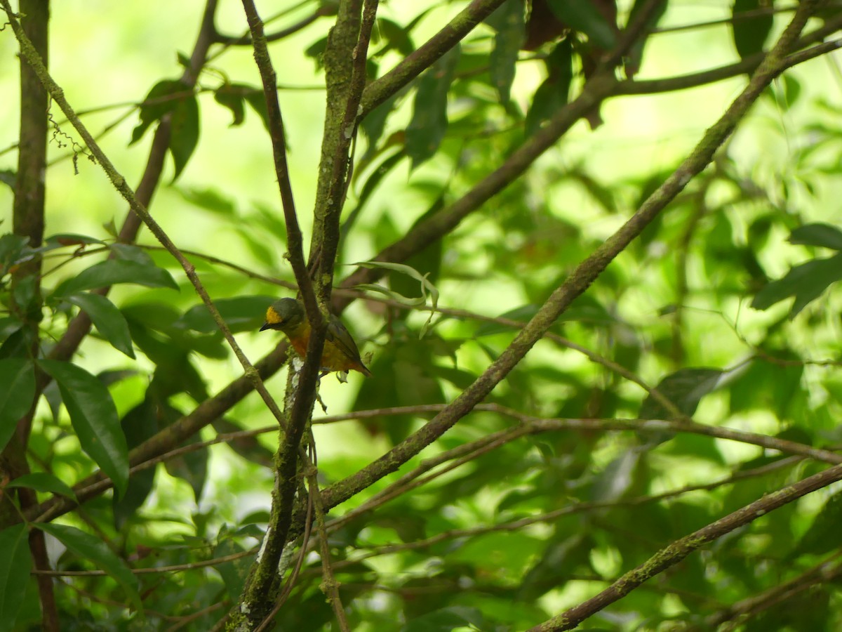 Olive-backed Euphonia - ML642565342