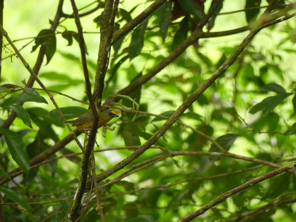 Olive-backed Euphonia - ML642565352