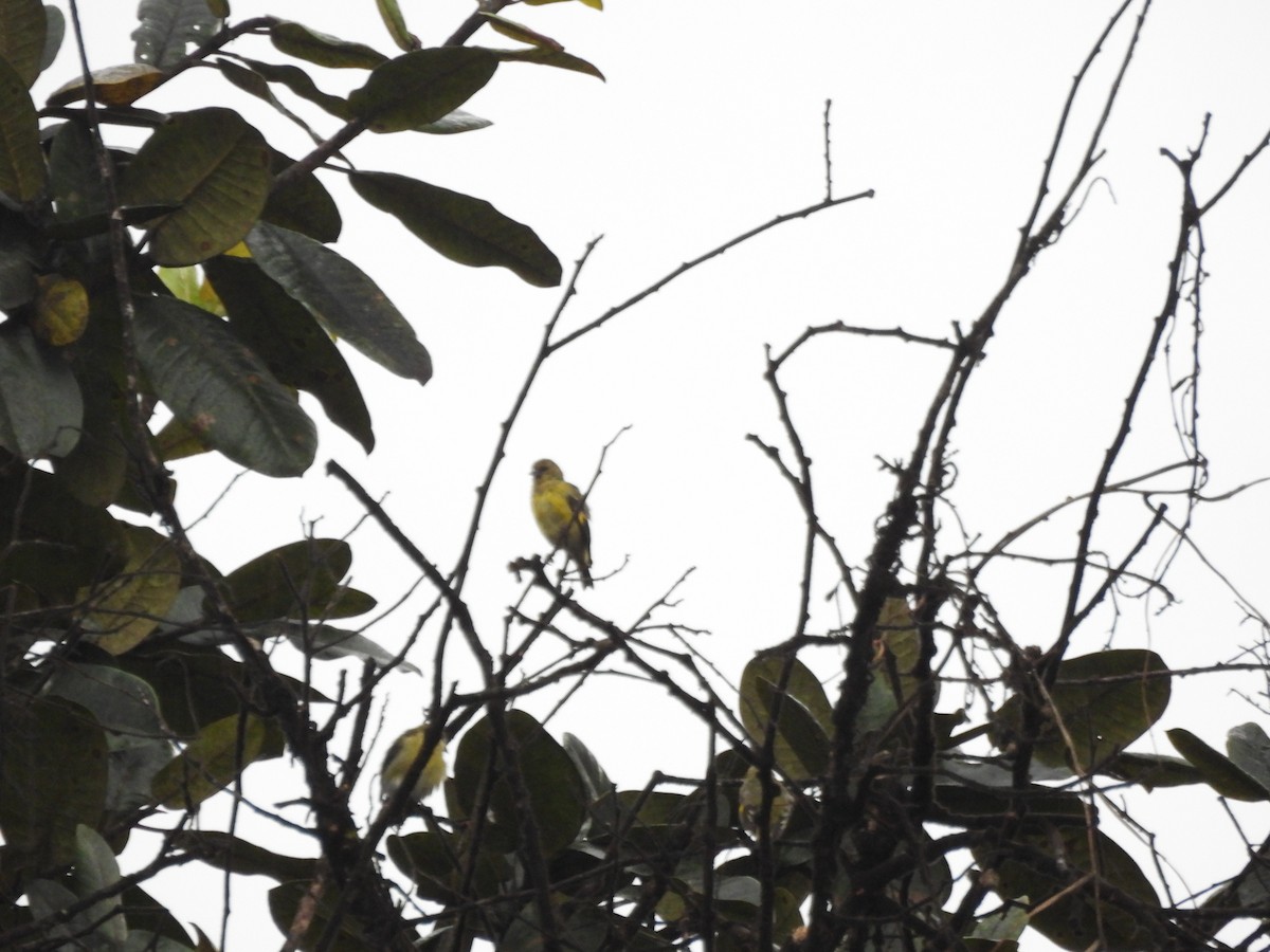 Andean Siskin - ML642565369