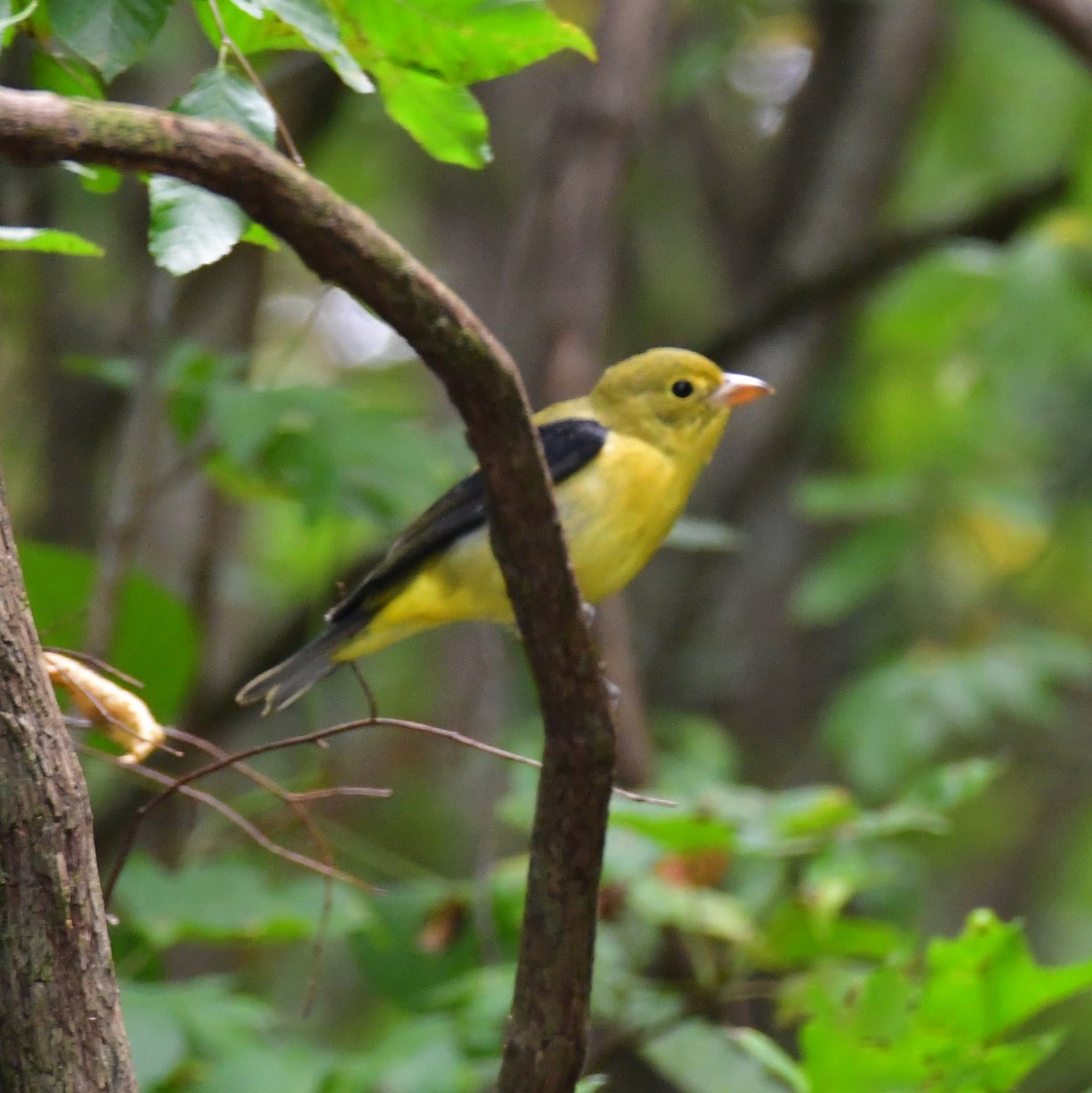 Scarlet Tanager - ML642565401