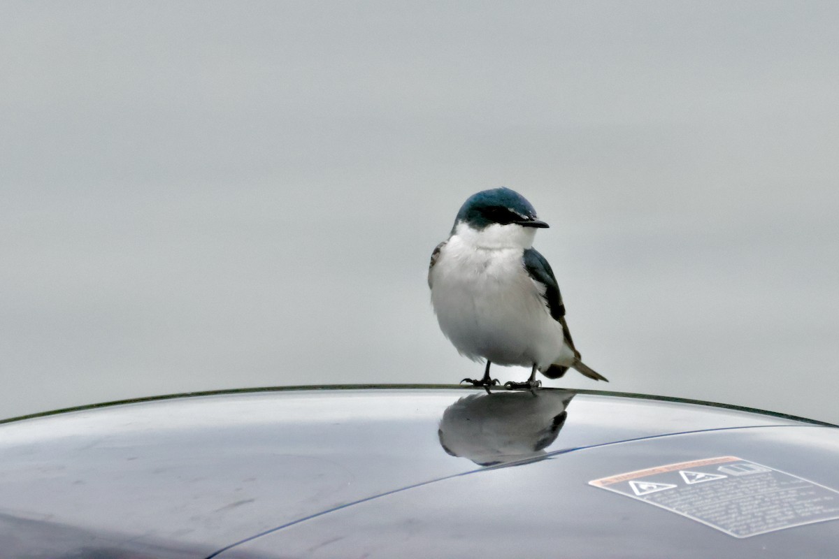Mangrove Swallow - ML642565404