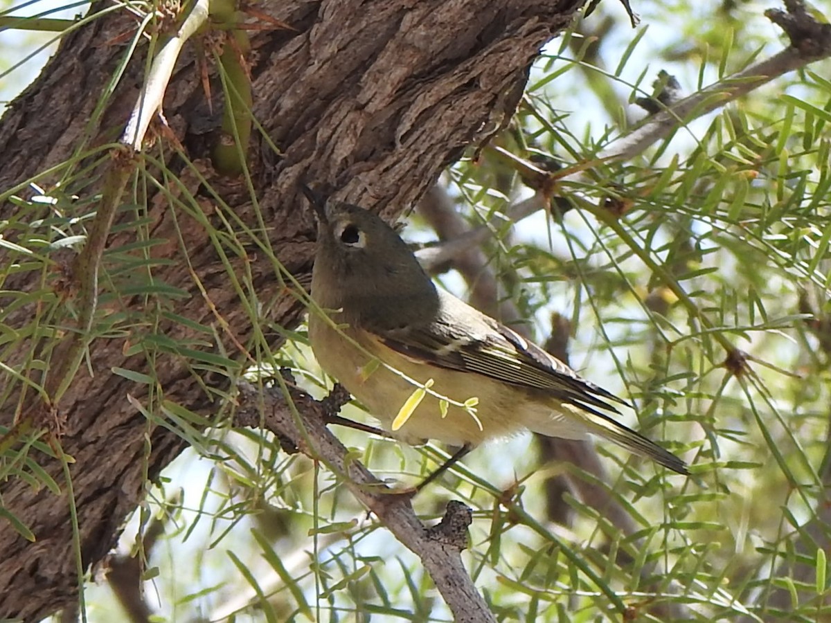Ruby-crowned Kinglet - ML642565406