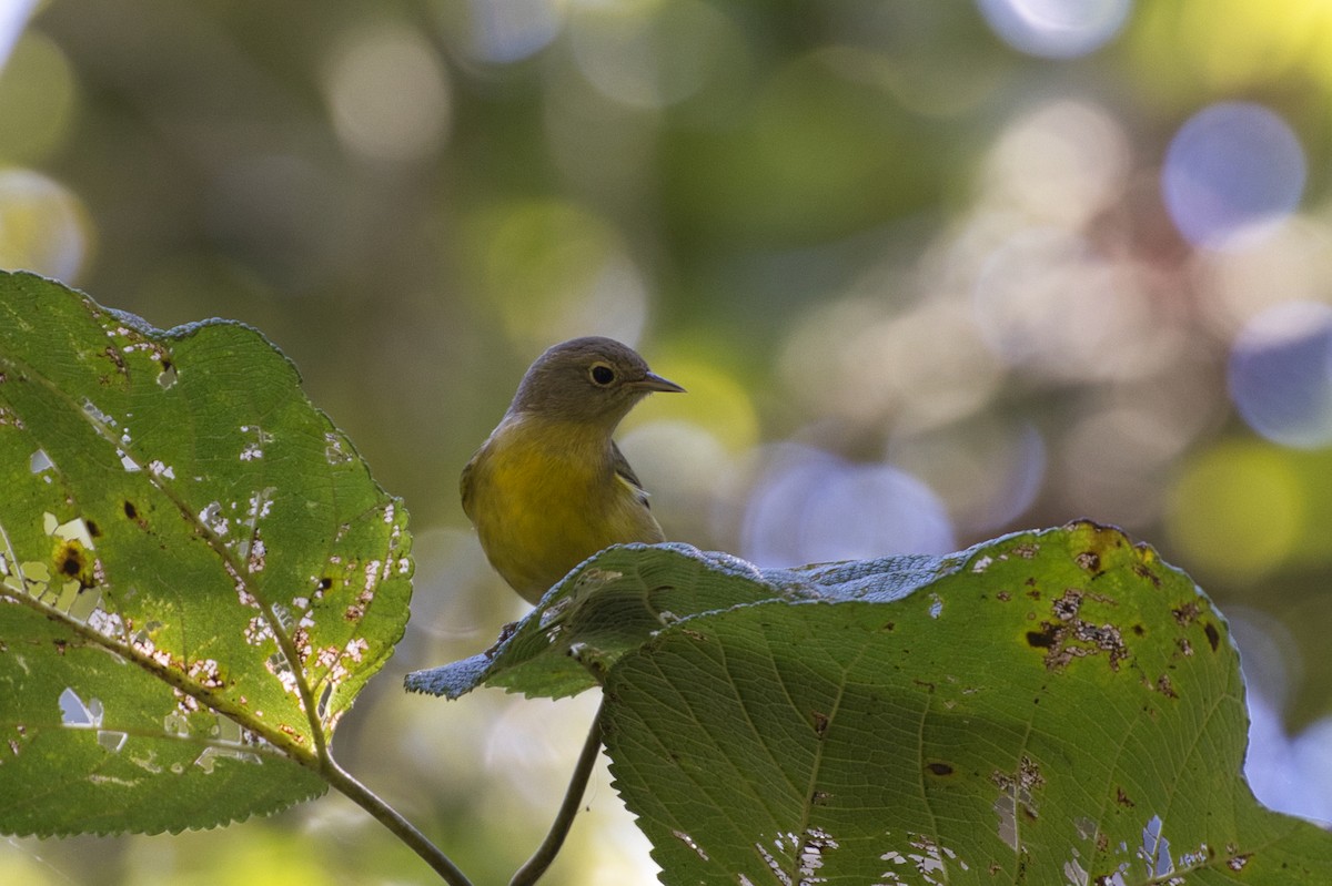 Nashville Warbler - ML642565433