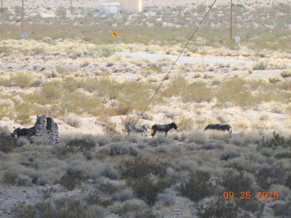 Donkey - ML642565444