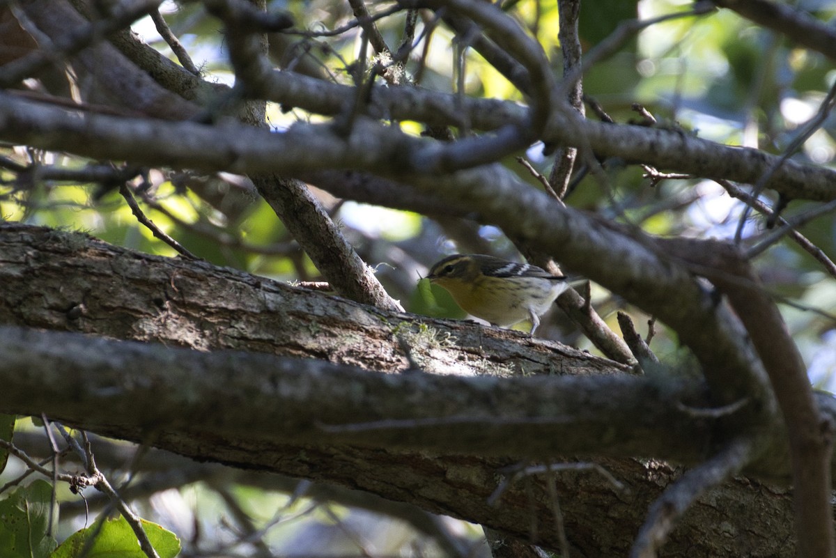 Blackburnian Warbler - ML642565450
