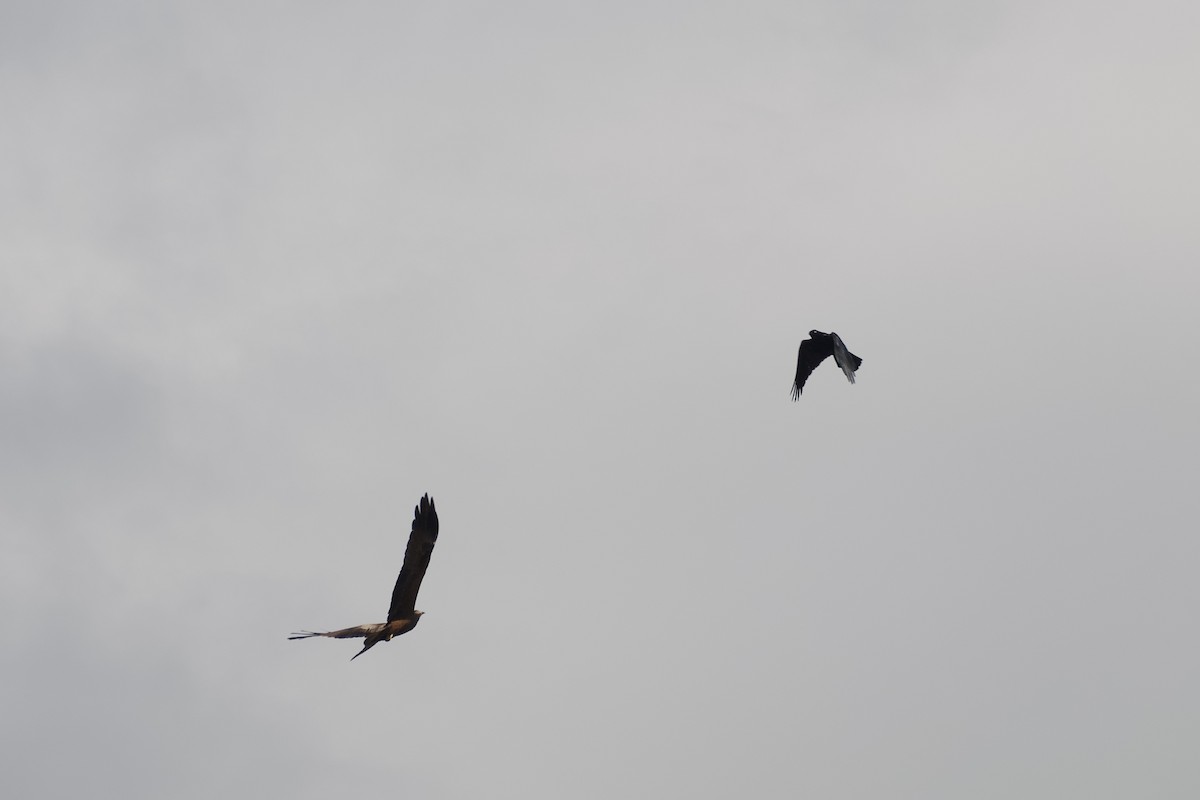crow/raven sp. - ML642565462