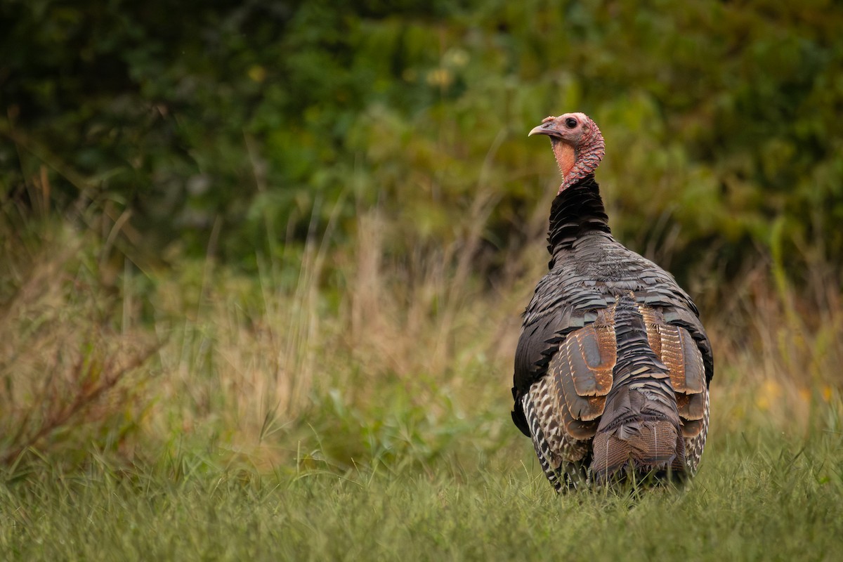 Wild Turkey - ML642565463