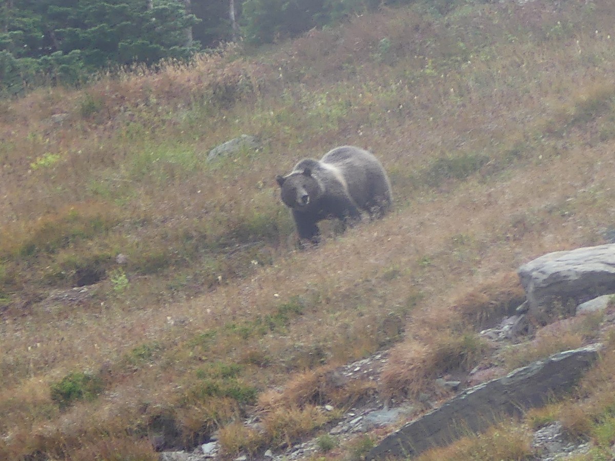 Grizzly Bear - ML642565475