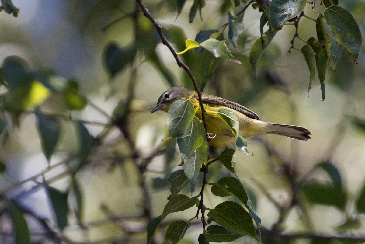 Prairie Warbler - ML642565477