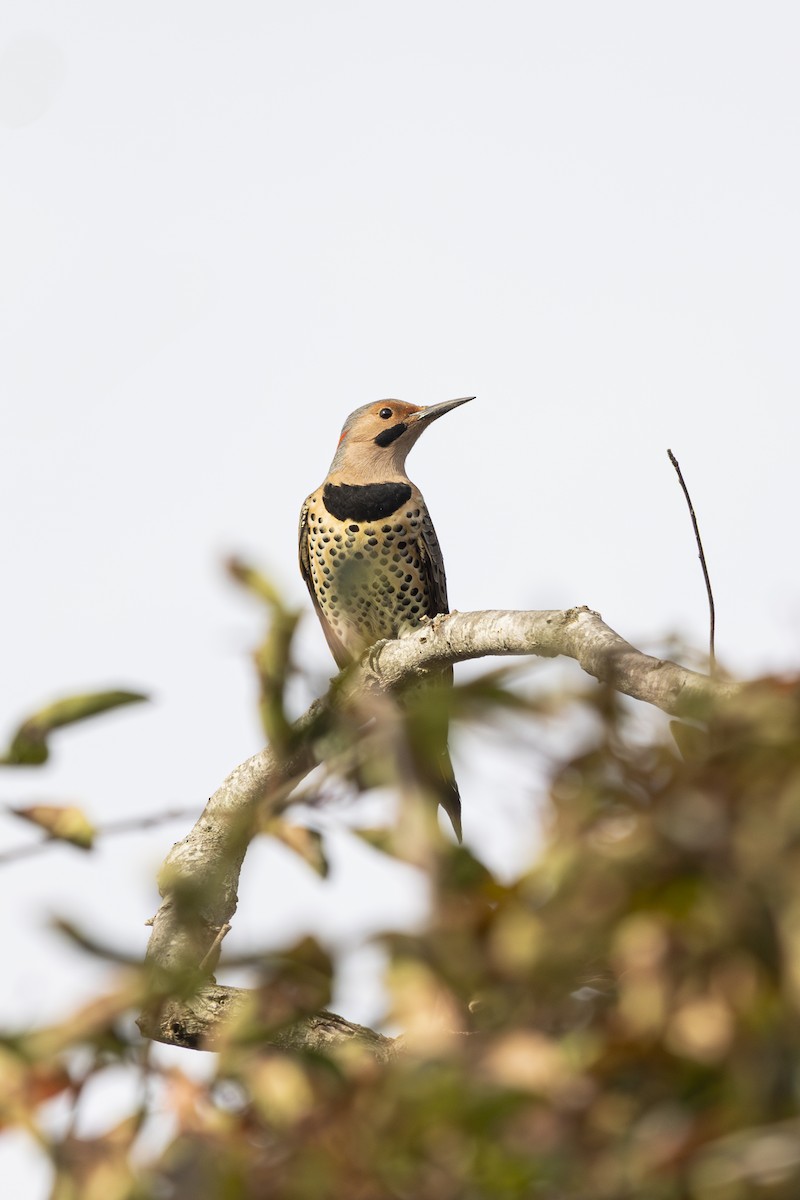 Northern Flicker - ML642565482