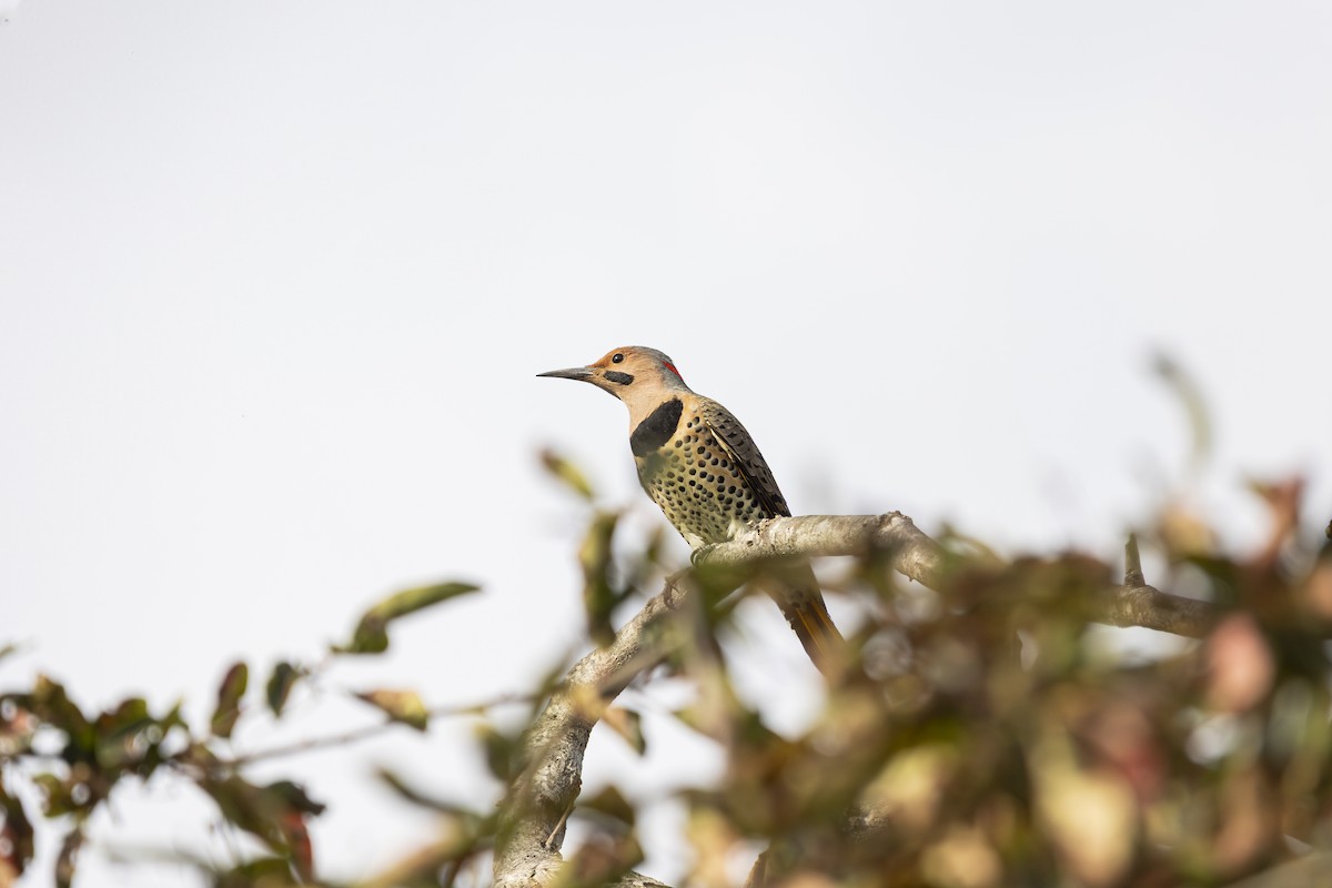 Northern Flicker - ML642565483