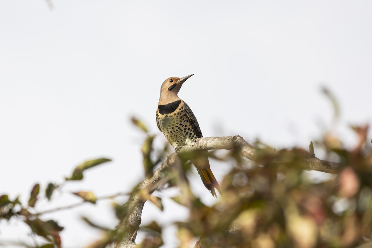 Northern Flicker - ML642565484