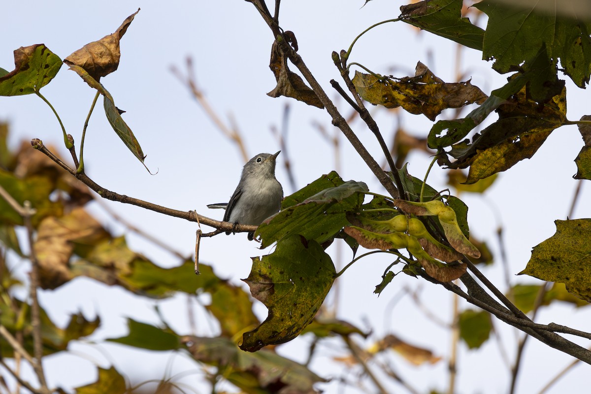 Blue-gray Gnatcatcher - ML642565524