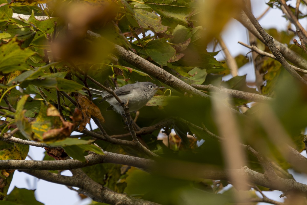 Blue-gray Gnatcatcher - ML642565525