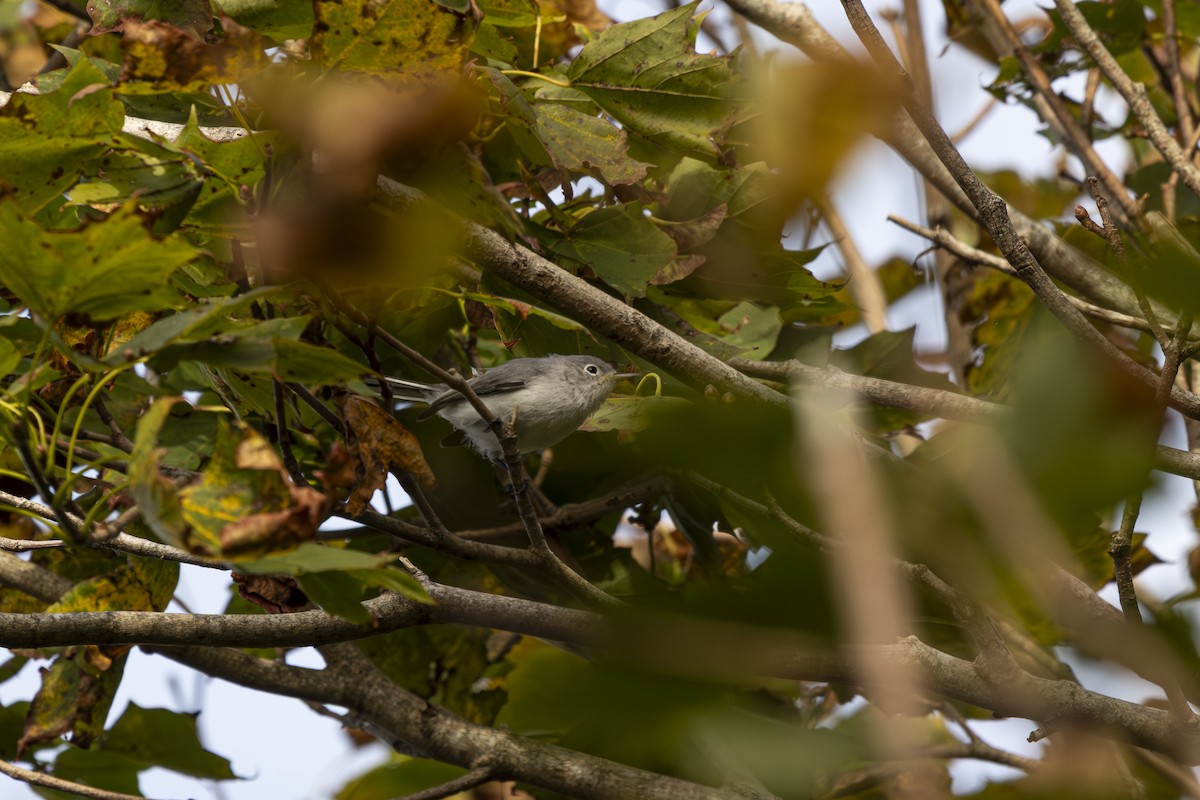 Blue-gray Gnatcatcher - ML642565526