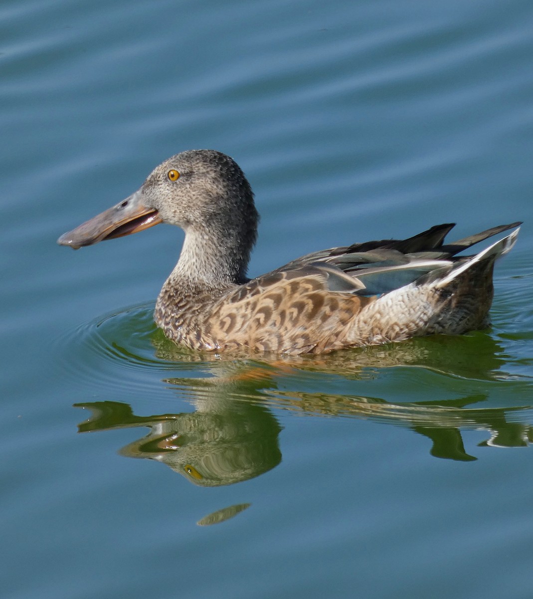 Canard souchet - ML642565528