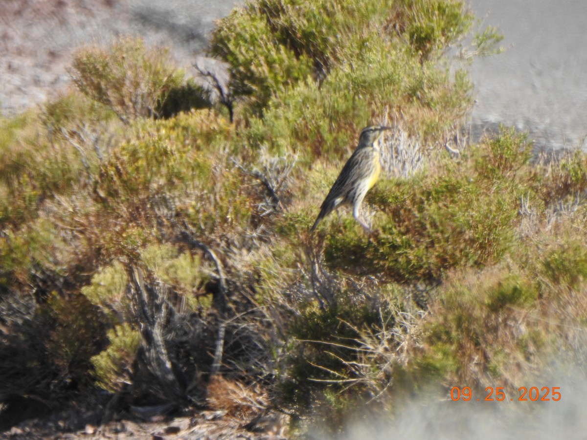 Western Meadowlark - ML642565529