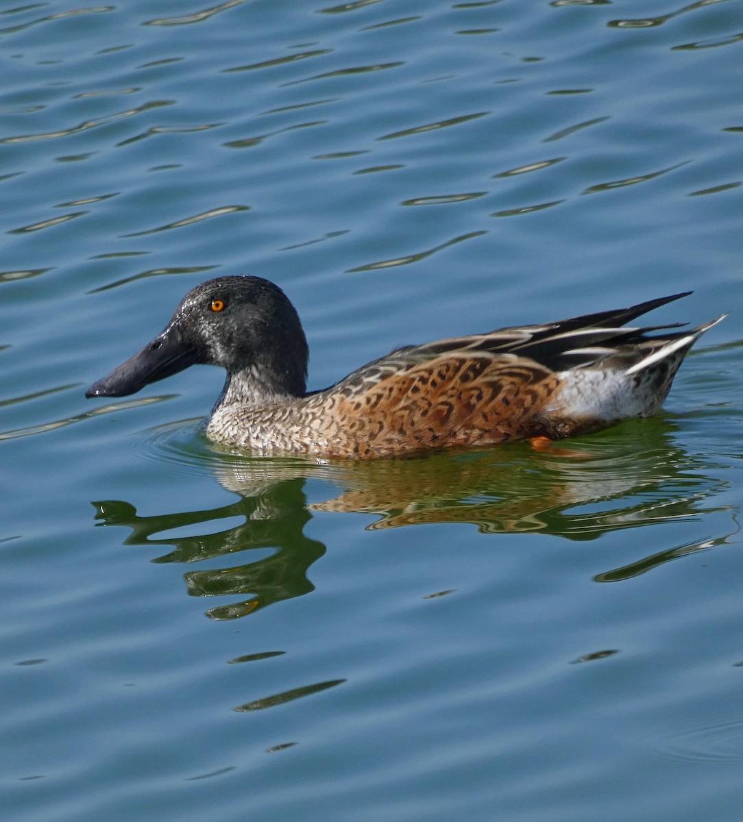 Canard souchet - ML642565530