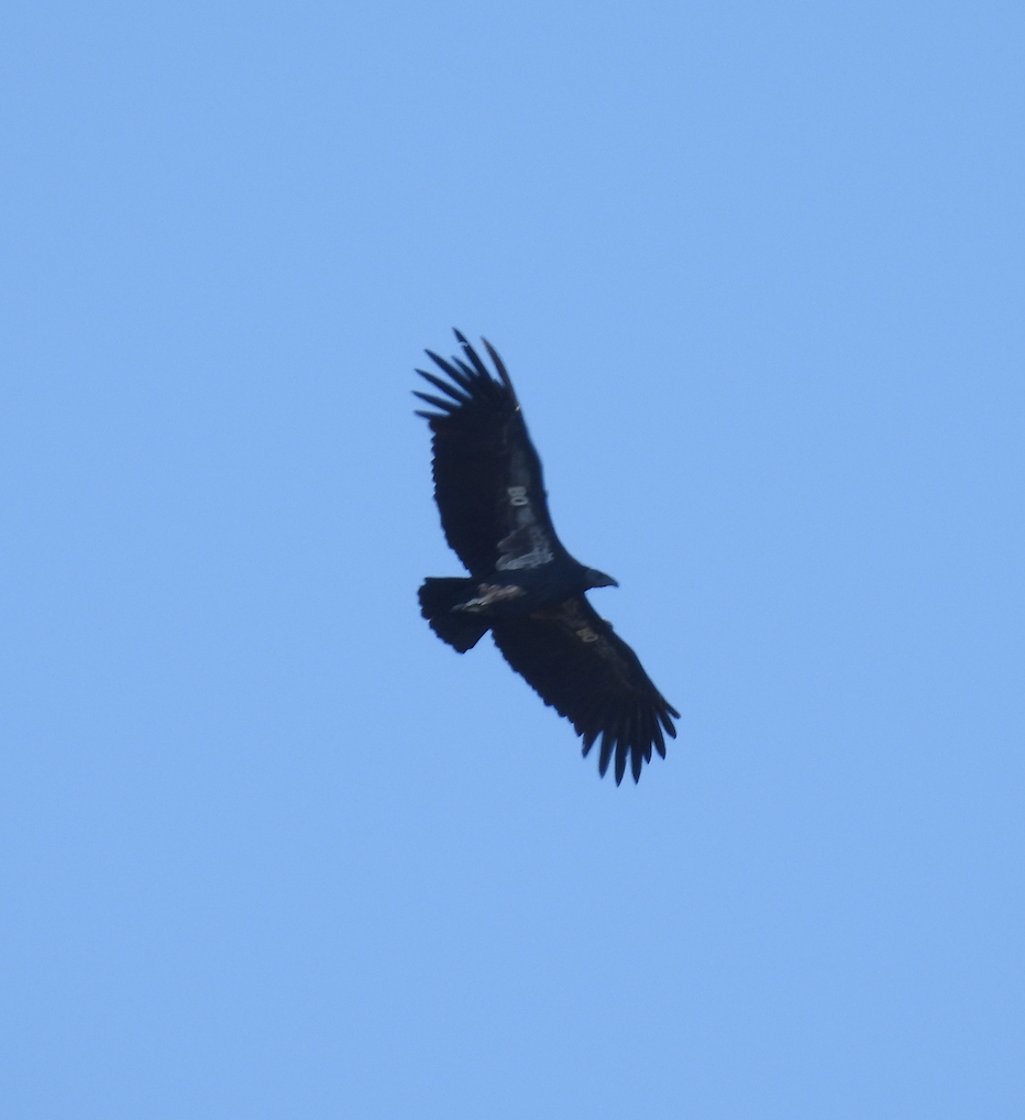 California Condor - ML642565536