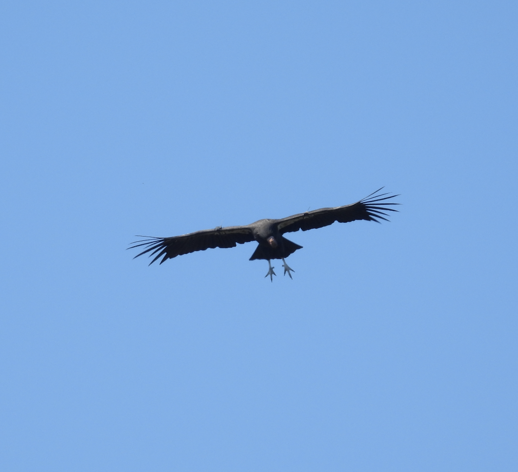 California Condor - ML642565537