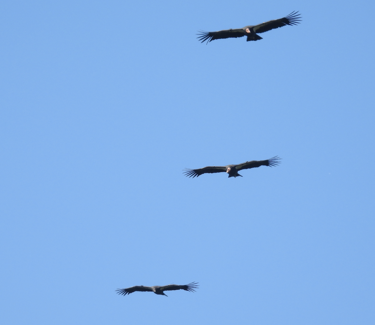 California Condor - ML642565538