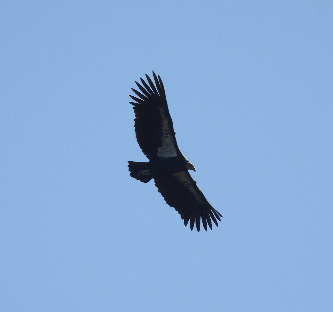California Condor - ML642565540