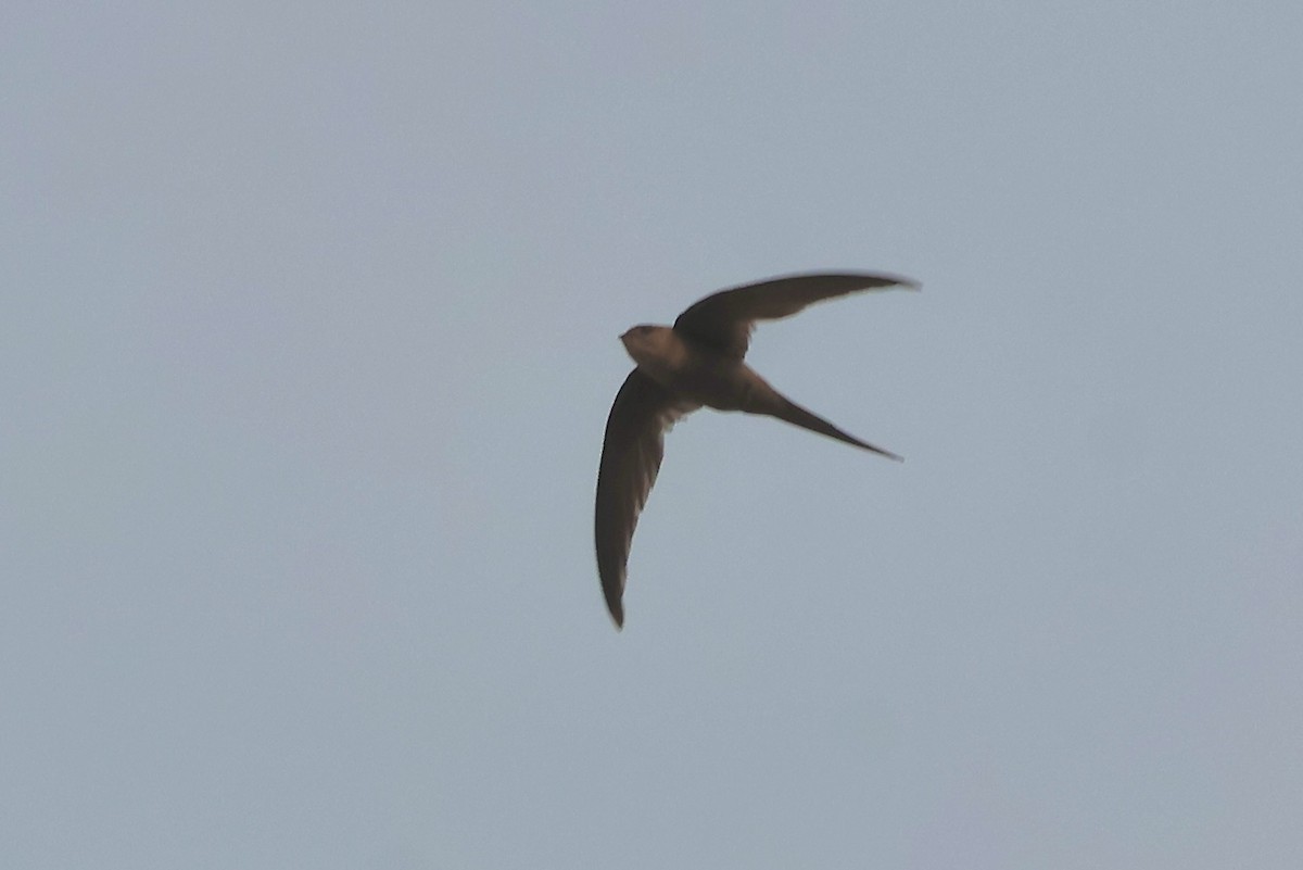 African Palm Swift - ML642565560