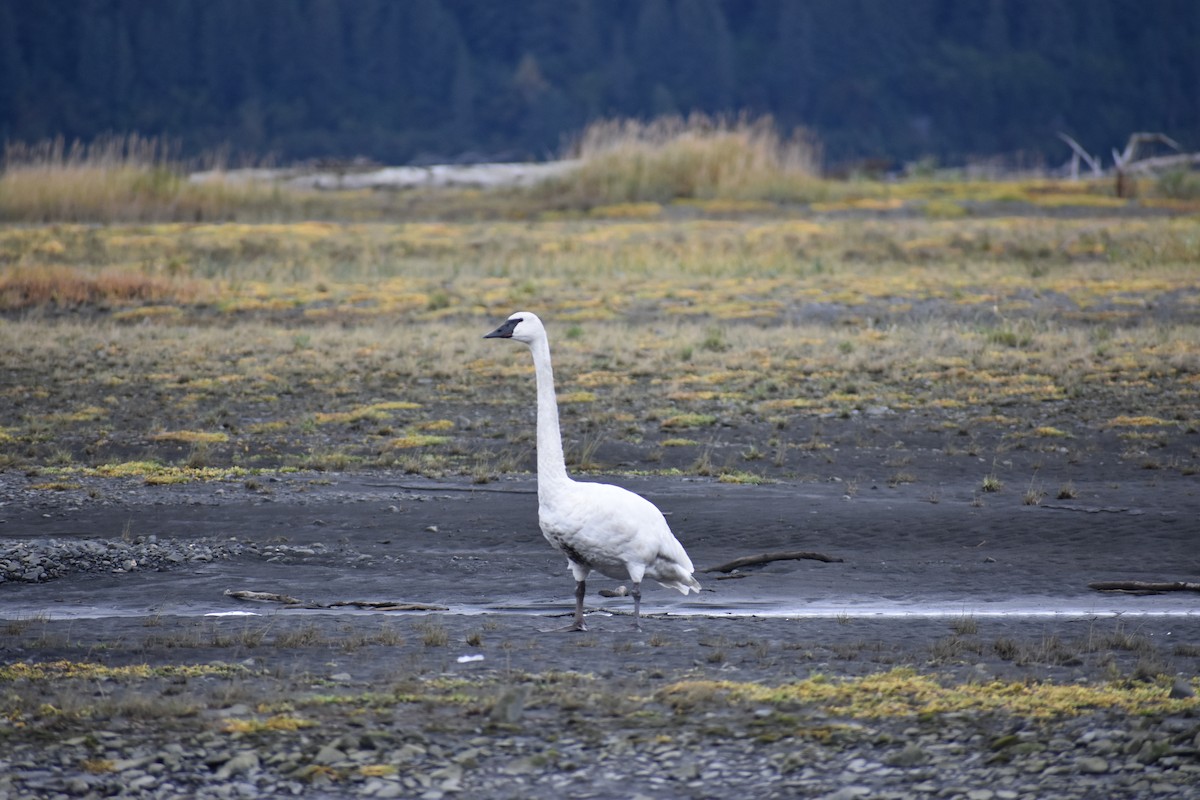 Trumpeter Swan - ML642565563