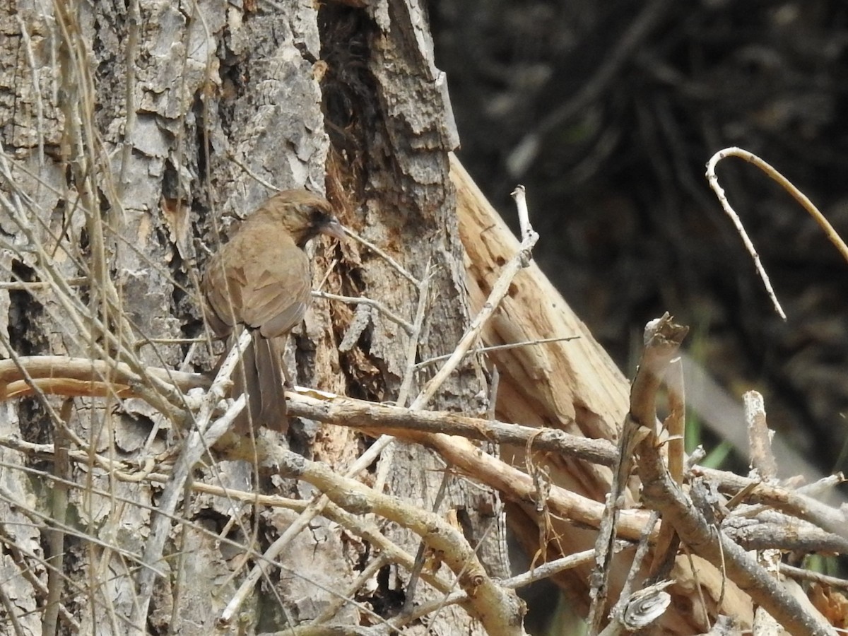 Abert's Towhee - ML642565614