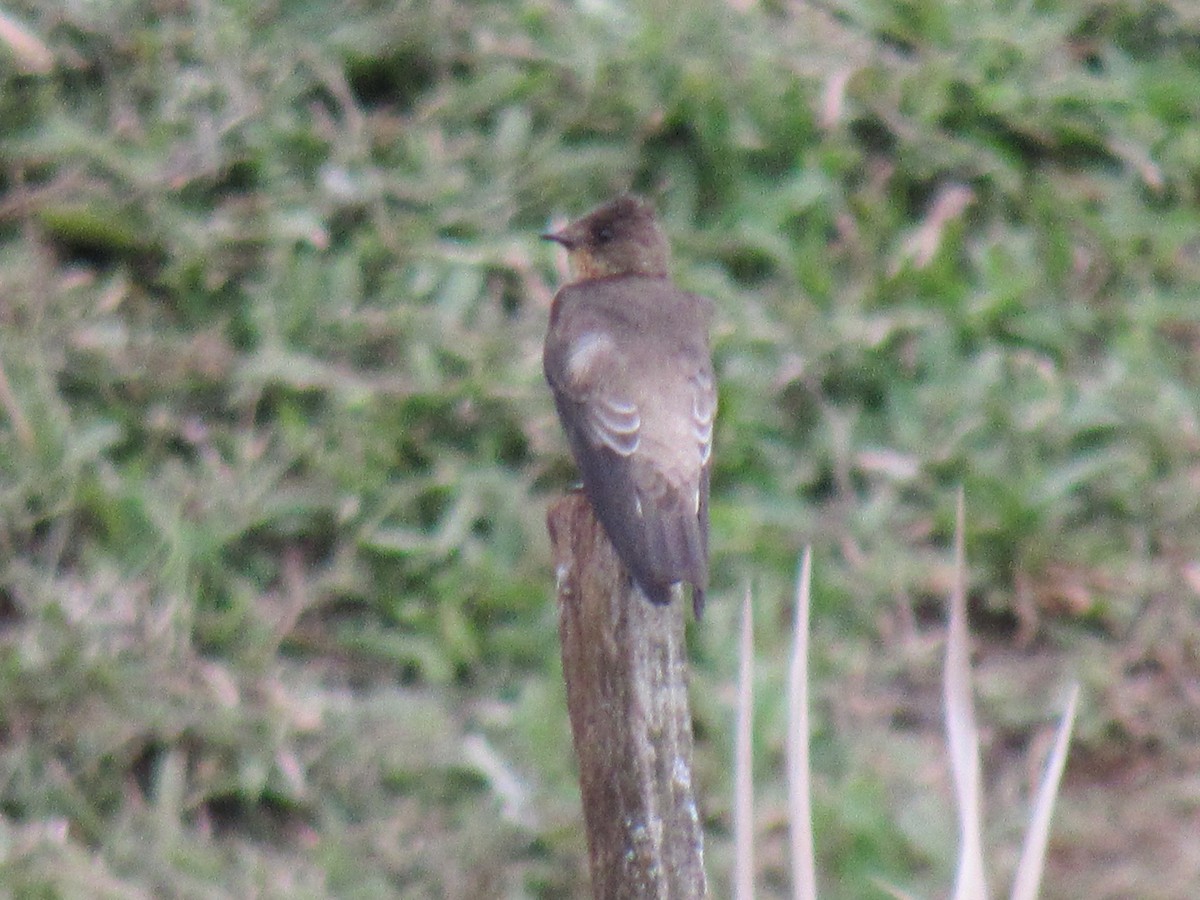 Southern Rough-winged Swallow - ML642565672