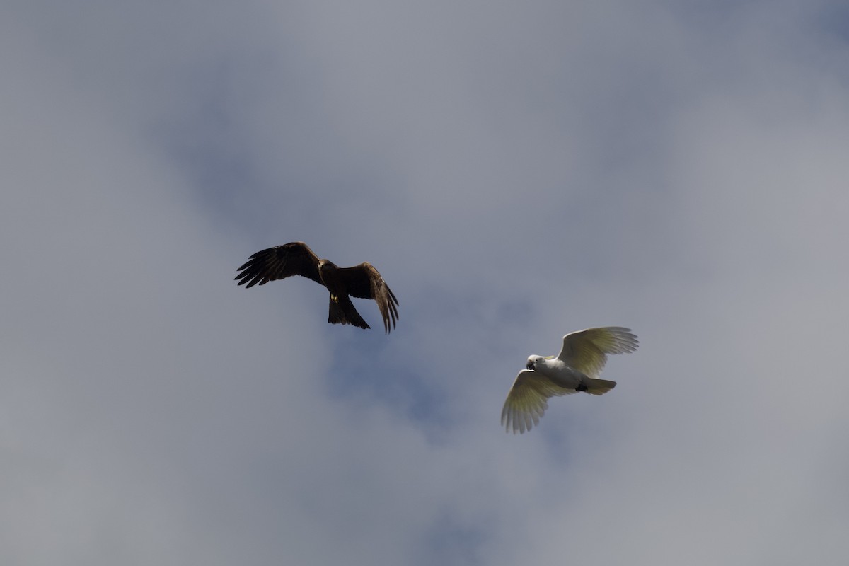Sulphur-crested Cockatoo - ML642565678