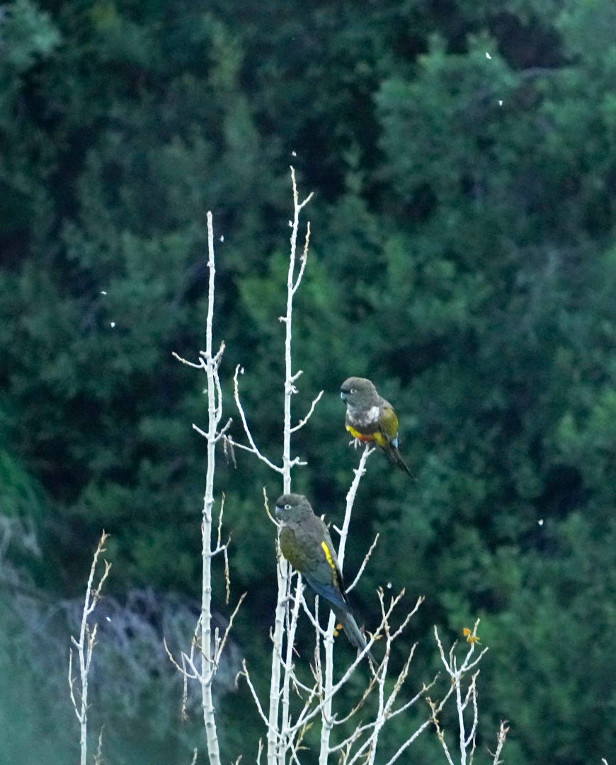 Burrowing Parakeet - ML642565693