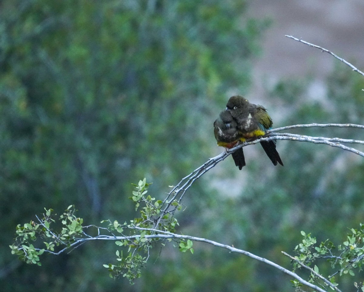 Burrowing Parakeet - ML642565694