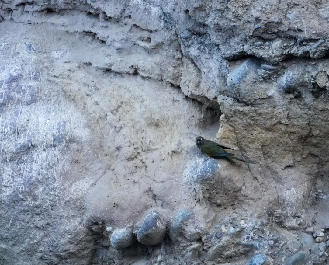 Burrowing Parakeet - ML642565695