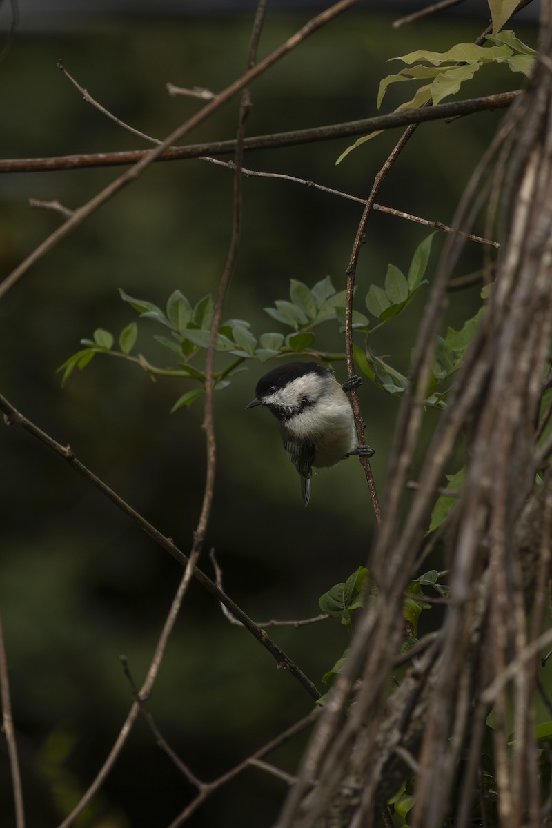 Black-capped Chickadee - ML642565728