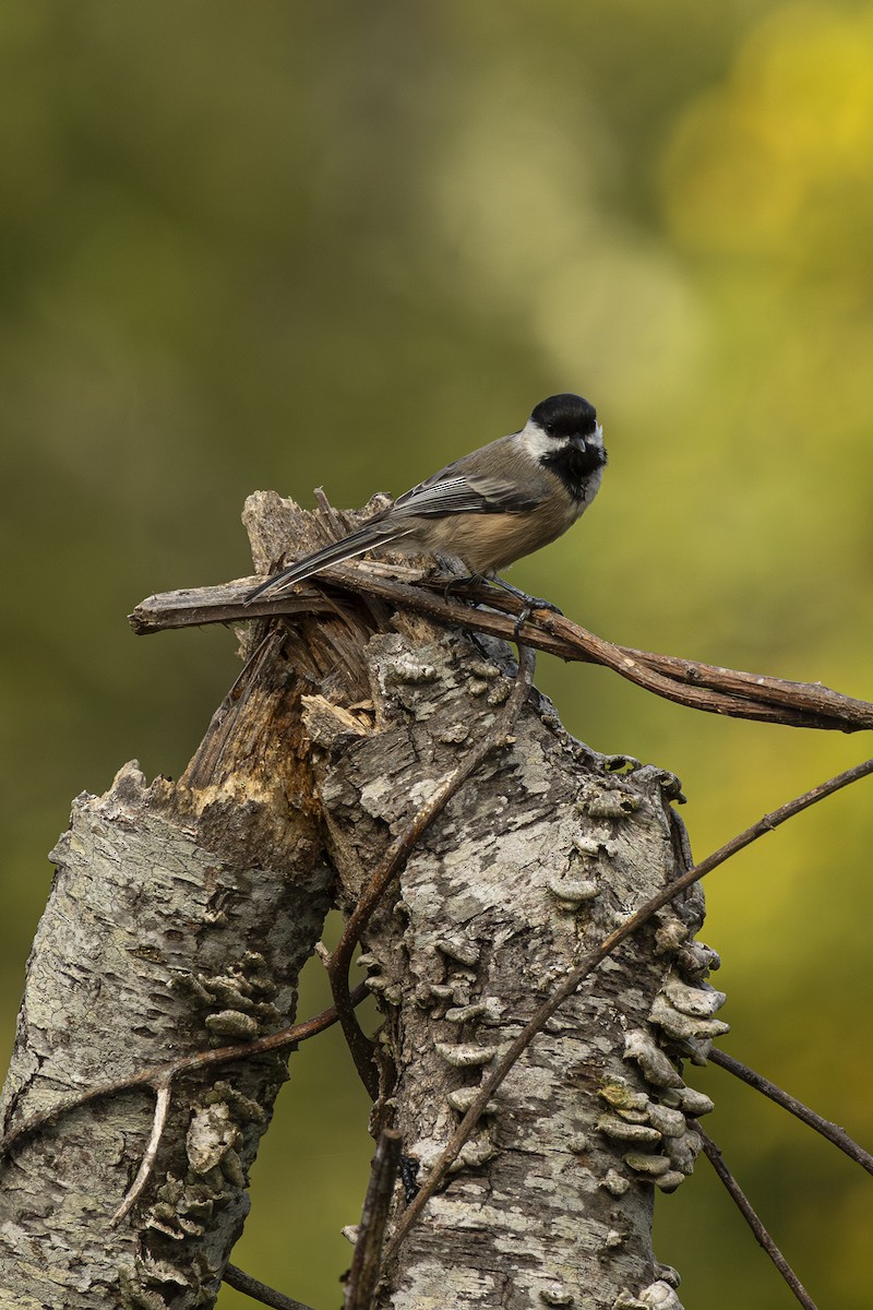 Black-capped Chickadee - ML642565729