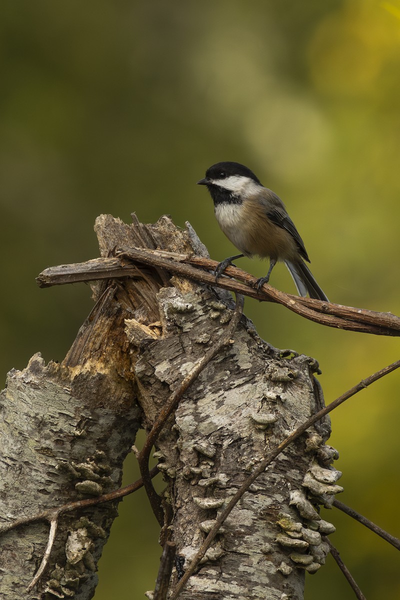 Black-capped Chickadee - ML642565730