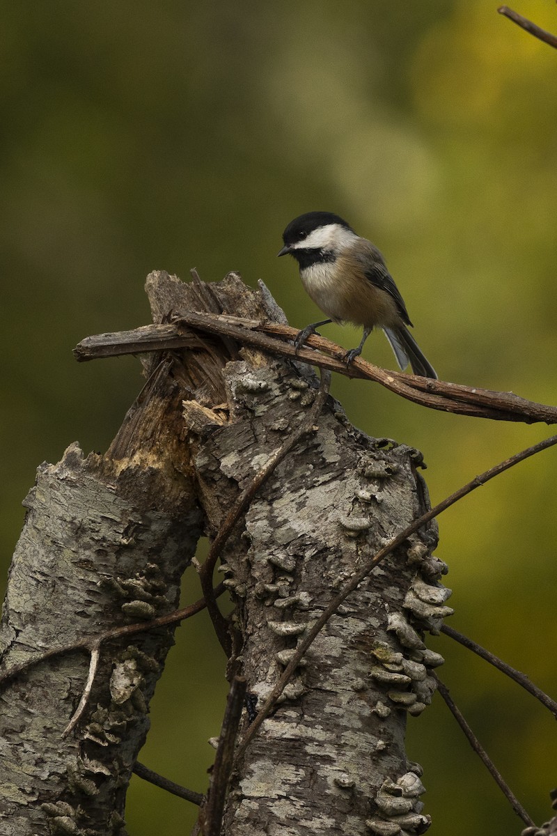 Black-capped Chickadee - ML642565731