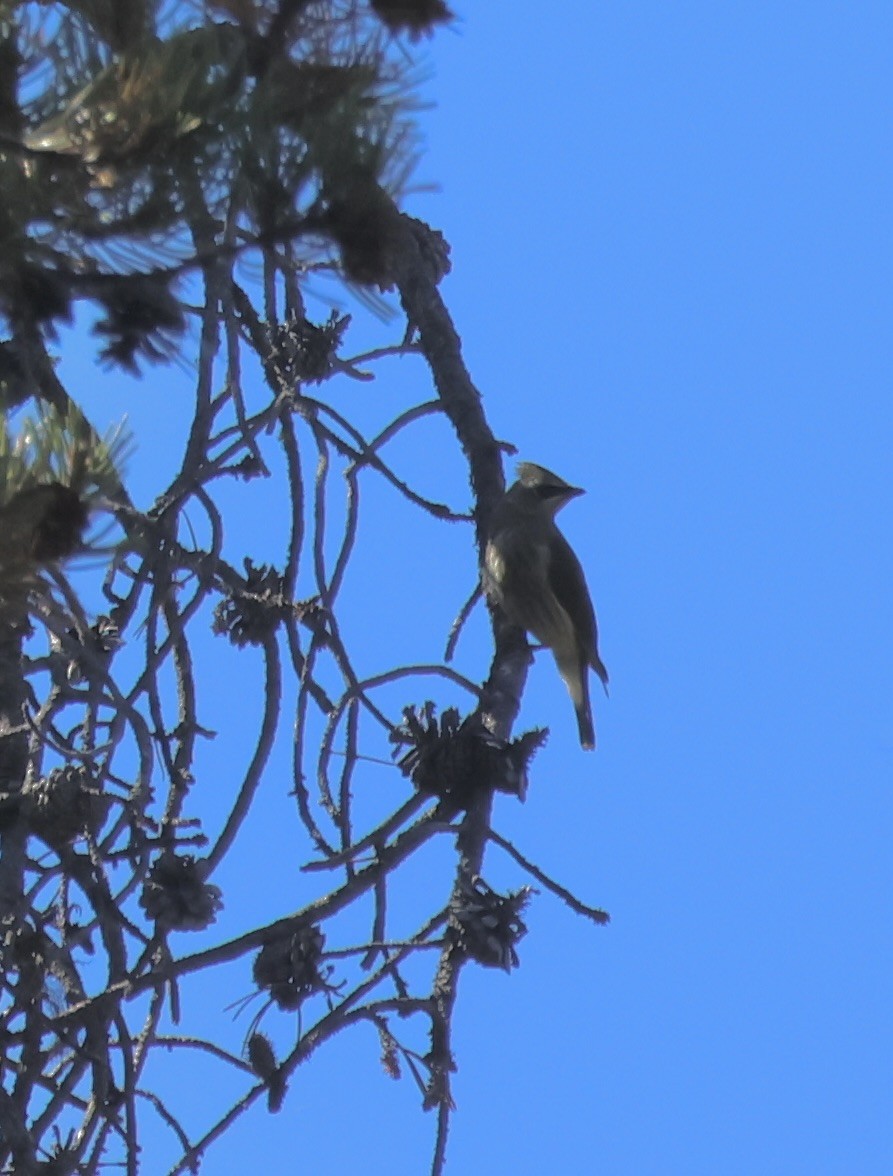 Cedar Waxwing - ML642565734