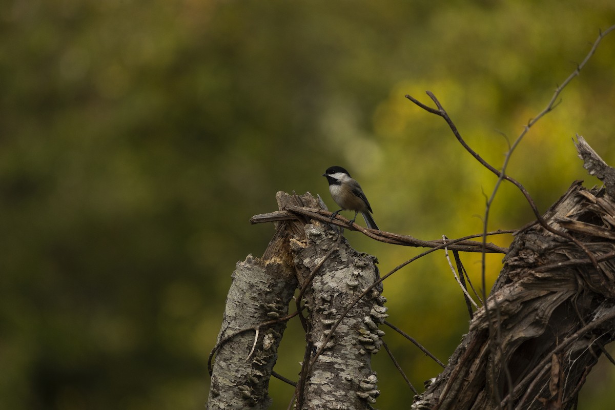 Black-capped Chickadee - ML642565736