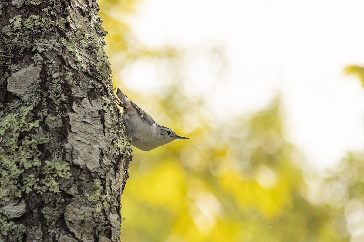 White-breasted Nuthatch - ML642565755