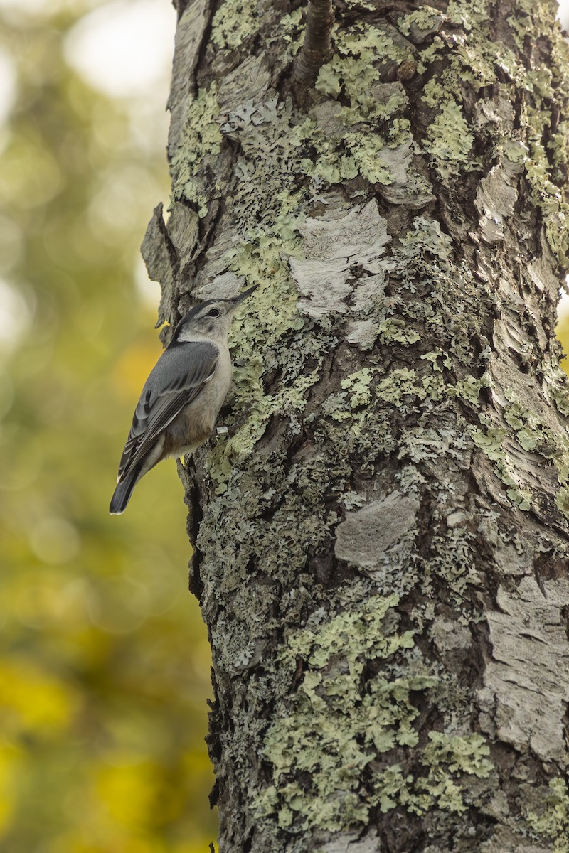 White-breasted Nuthatch - ML642565757