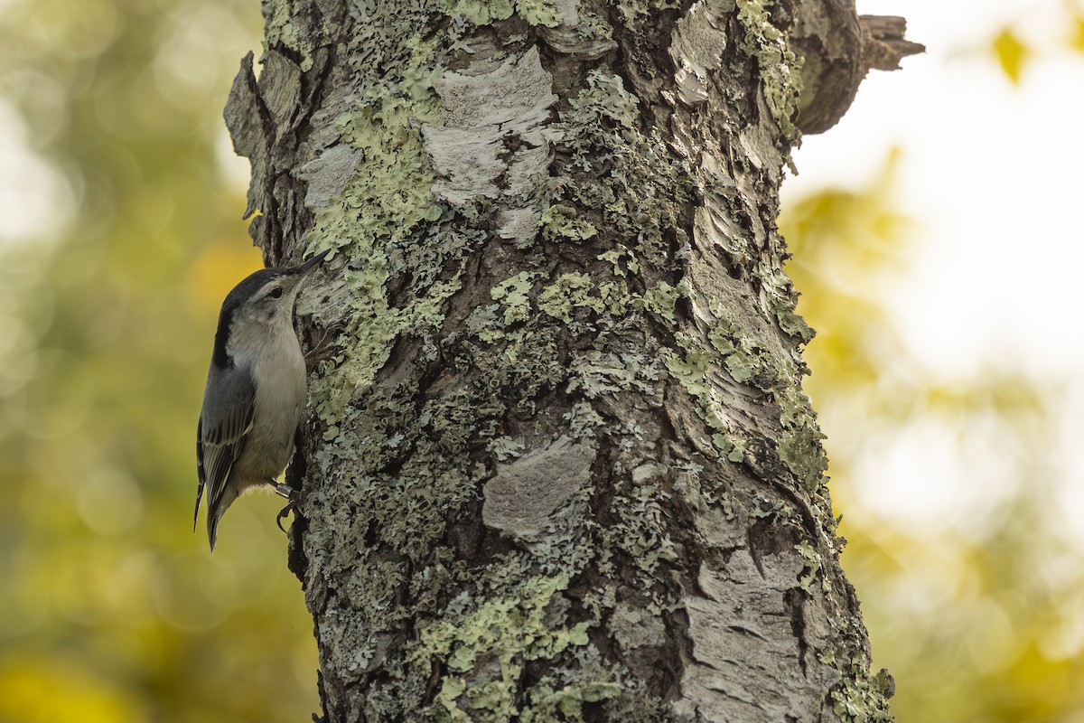 White-breasted Nuthatch - ML642565758