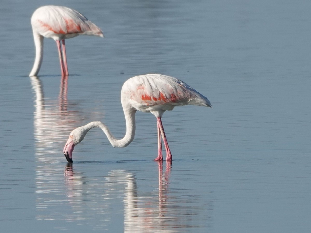 Greater Flamingo - ML642565765