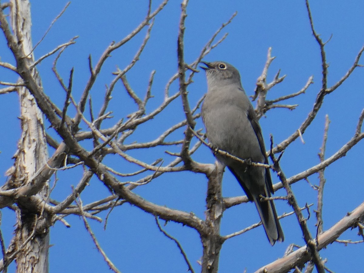 Townsend's Solitaire - ML642565820