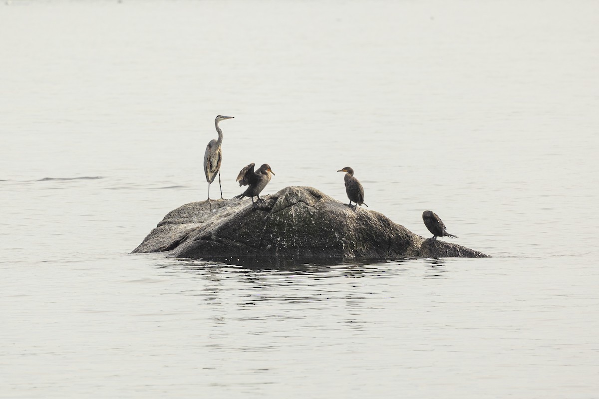 Double-crested Cormorant - ML642565828
