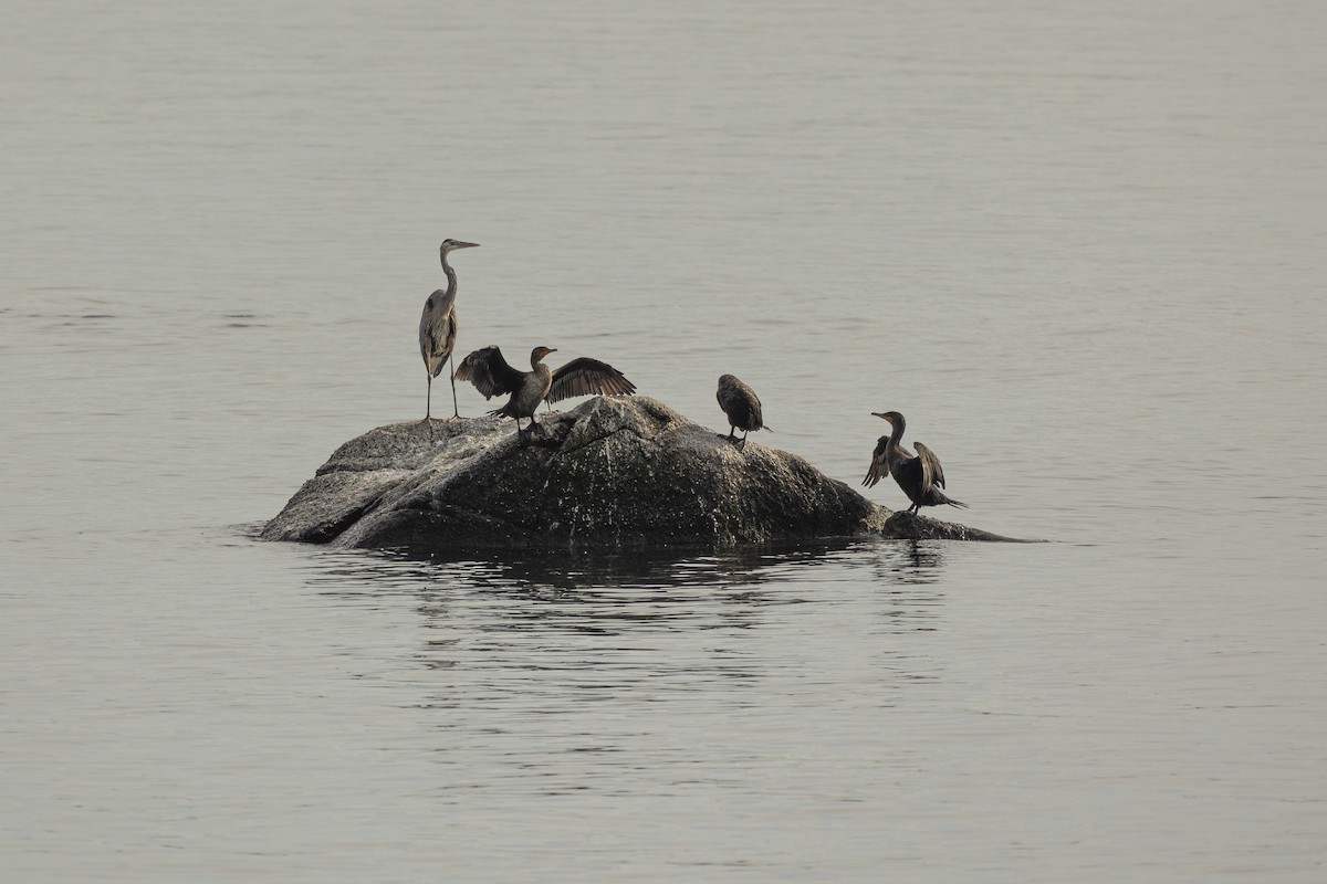 Double-crested Cormorant - ML642565829