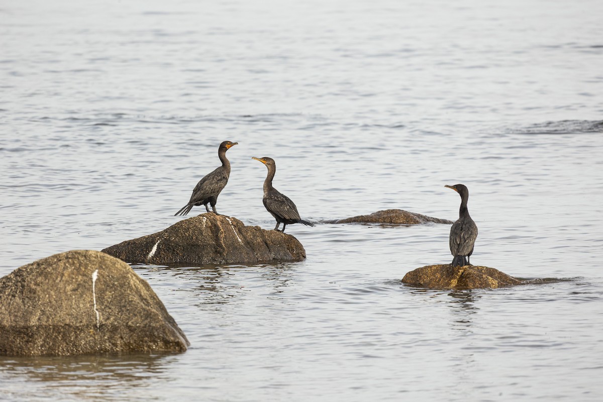 Double-crested Cormorant - ML642565830