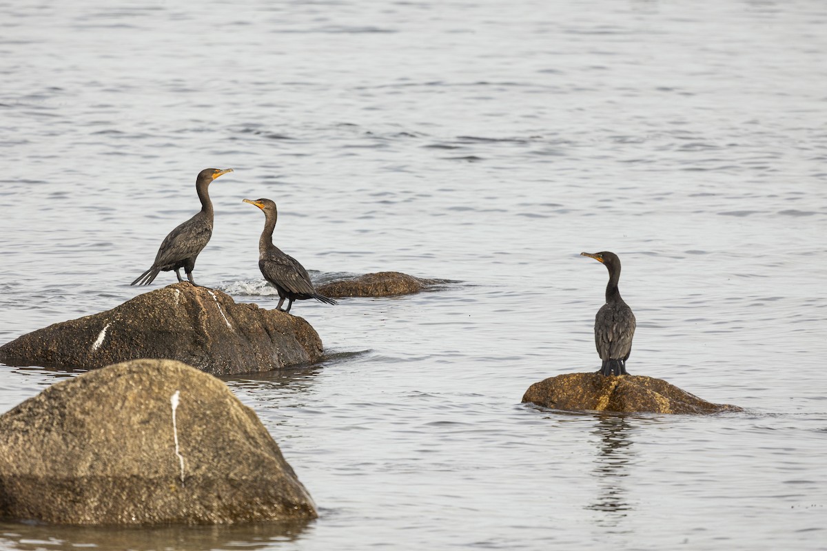 Double-crested Cormorant - ML642565831